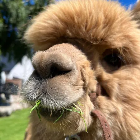 Zacisze Dom Superior 90m2 - Fala - Mierzeja - Wydma Hébergement de vacances *