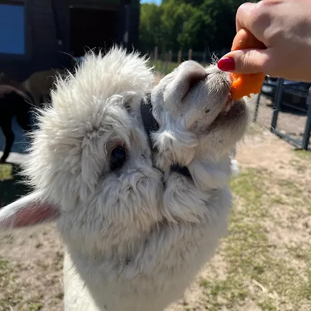 Zacisze Dom Superior 90m2 - Fala - Mierzeja - Wydma Hébergement de vacances *