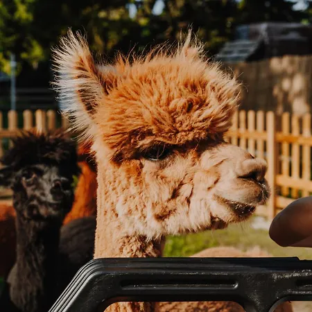 Hébergement de vacances Zacisze Dom Superior 90m2 - Fala - Mierzeja - Wydma