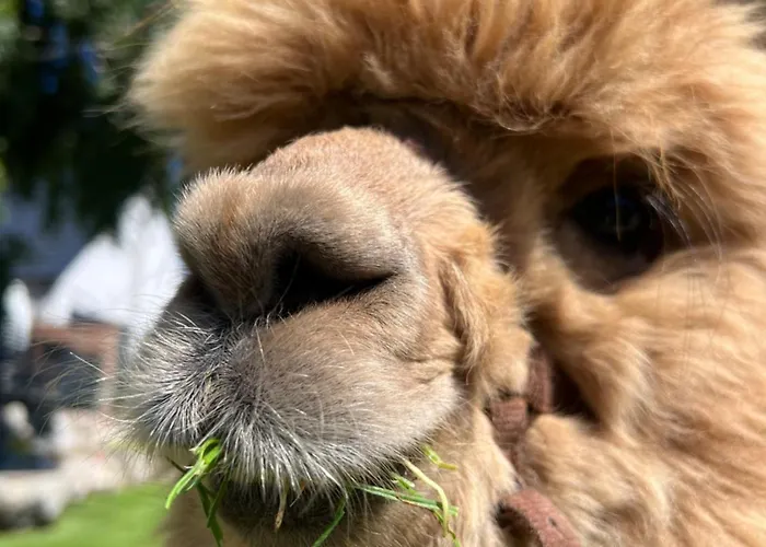 Zacisze Dom Superior 90m2 - Fala - Mierzeja - Wydma Дом отдыха *