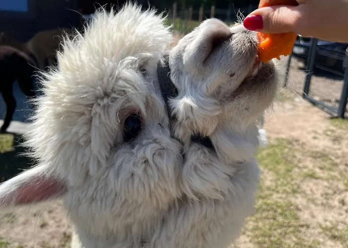 Zacisze Dom Superior 90m2 - Fala - Mierzeja - Wydma Semesterbostad *